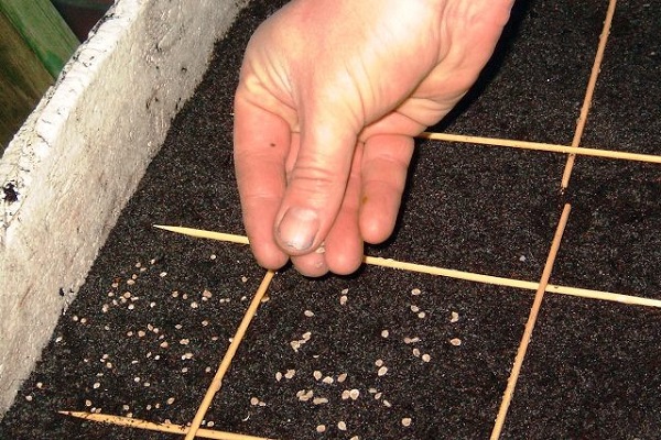  Piantine in crescita
