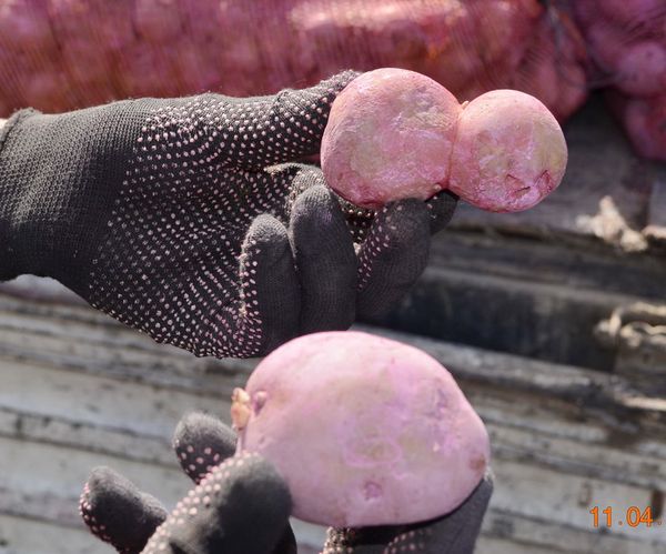  Prestige Potato Tubers
