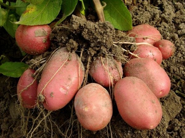 Studies have proven that the agent does not penetrate new tubers.