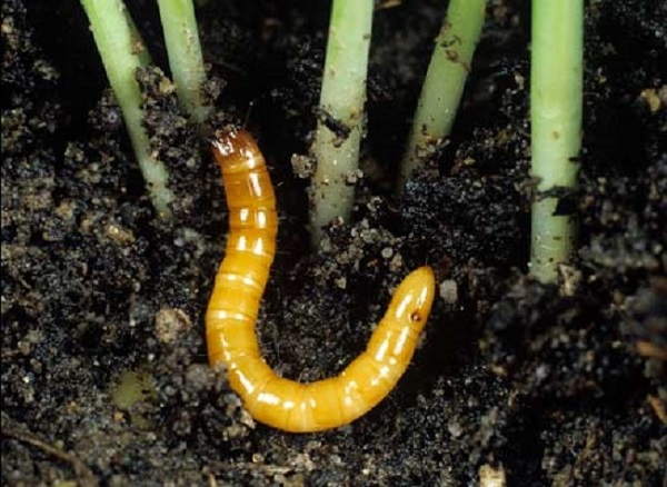  Protezione delle radici dal wireworm