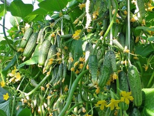  Crop Cucumber Harvest