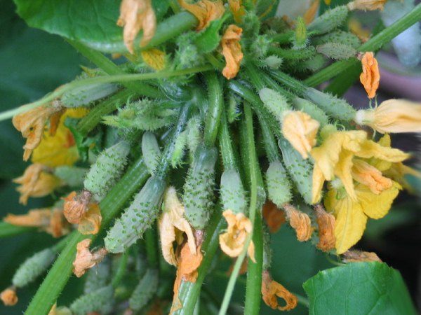  Ovary tuft cucumbers