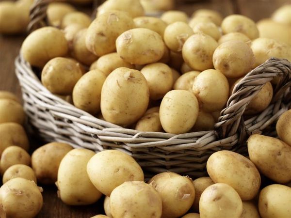  Early potato varieties