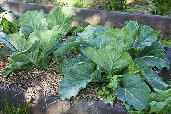  For the cultivation of early cabbage is recommended to organize greenhouses