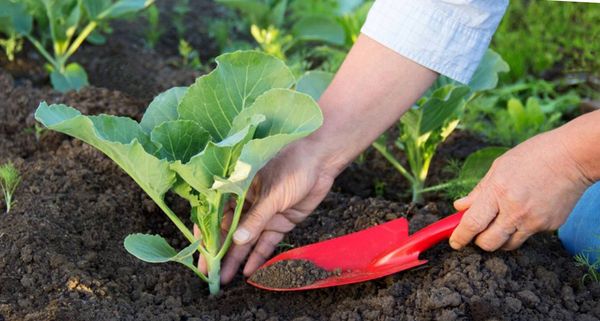  During the formation of kochanchikov early cabbage should be periodically spud