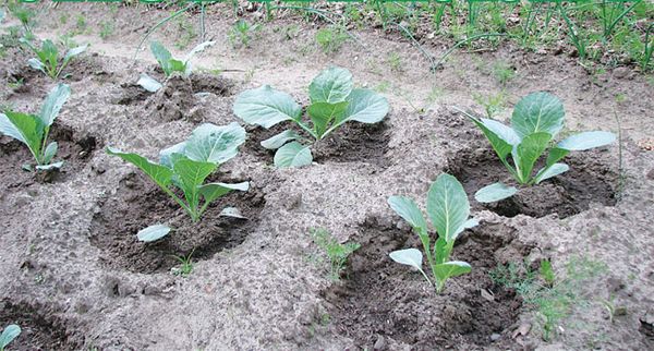  To prevent disease sprouts sprinkled with wood ash