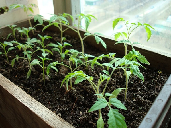  Cultivo de mudas