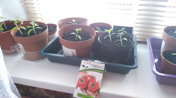  Transplante de tomates em terreno aberto
