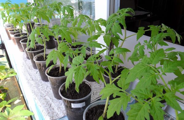  Cultivo de mudas de tomate