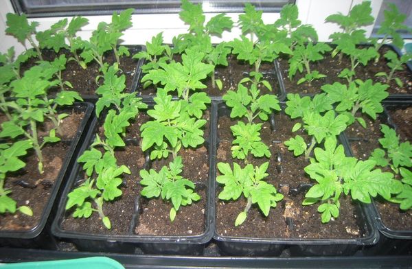  Características de cultivo de mudas de tomate