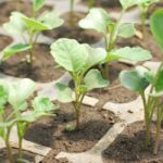  Termeni de plantare a materialului săditor