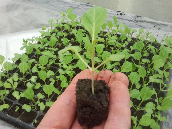 Transplantarea răsadurilor în sol deschis