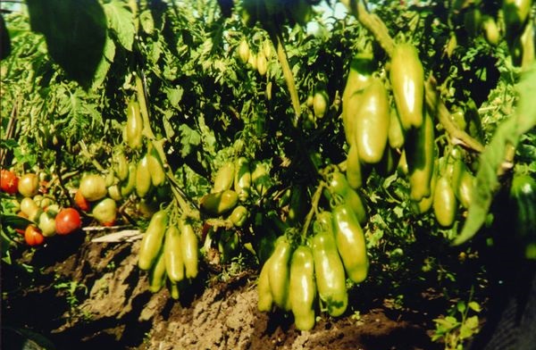  Cultivo agrícola de tomate