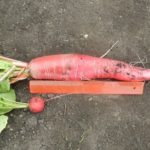  Gigante rosso