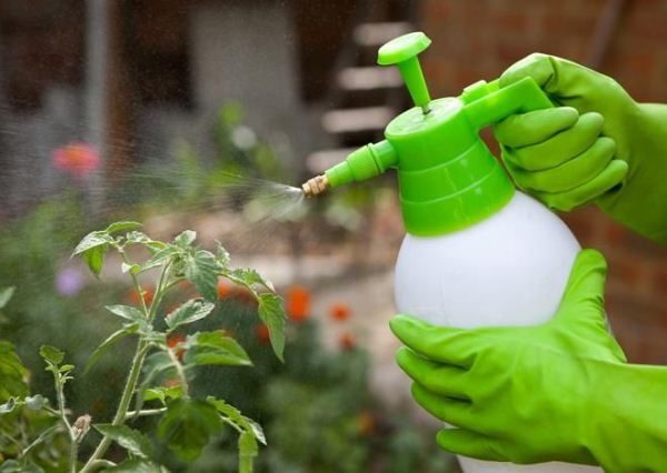  La gestione con una soluzione di Epin e il successivo trattamento delle piante devono essere eseguite utilizzando dispositivi di protezione individuale.