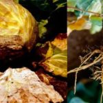  Le malattie più comuni di cavolo