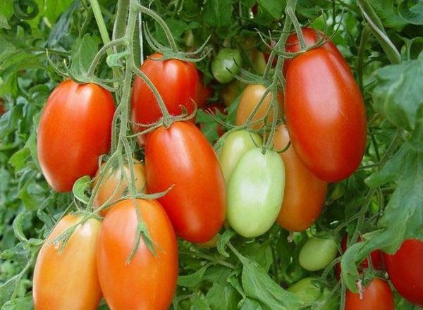  Tomate variedad Roma