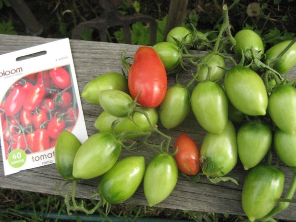  Alto rendimento e frutificação a longo prazo - as vantagens da variedade