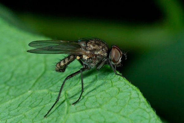  Germogliare volare