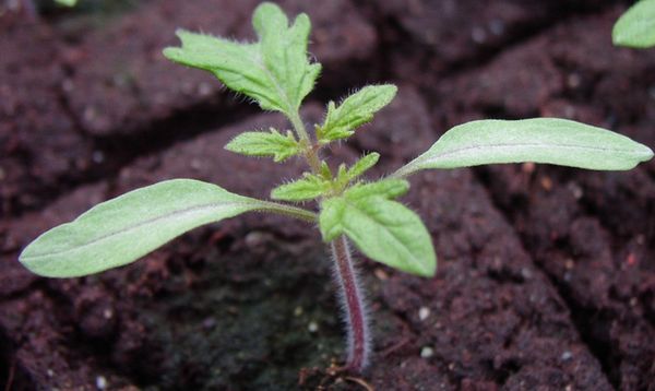  Tomate Batanyan em terreno aberto