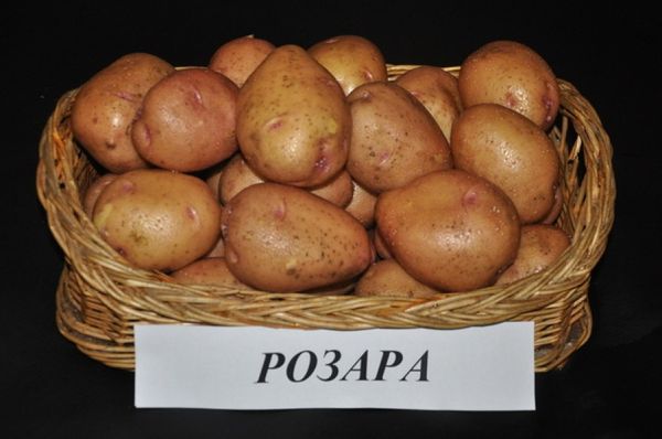  Under good conditions, Rosara harvests 24 tuber each 100 grams from the bush.