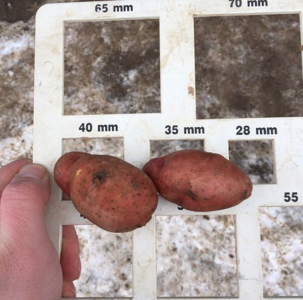  For planting fit only large seeds weighing 50 grams.
