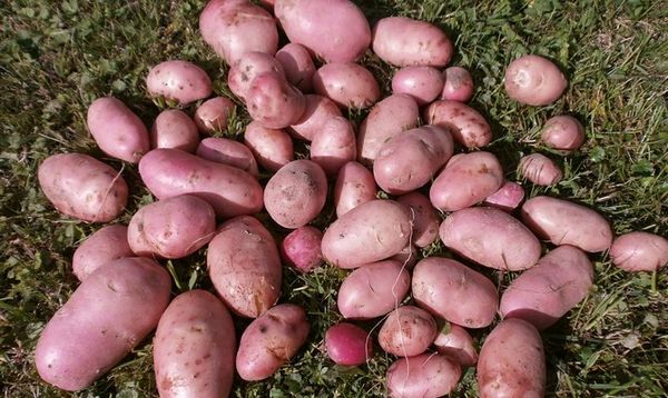  Before storage, the crop must be thoroughly dried in air.