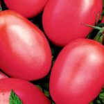  As variedades mais populares de tomates