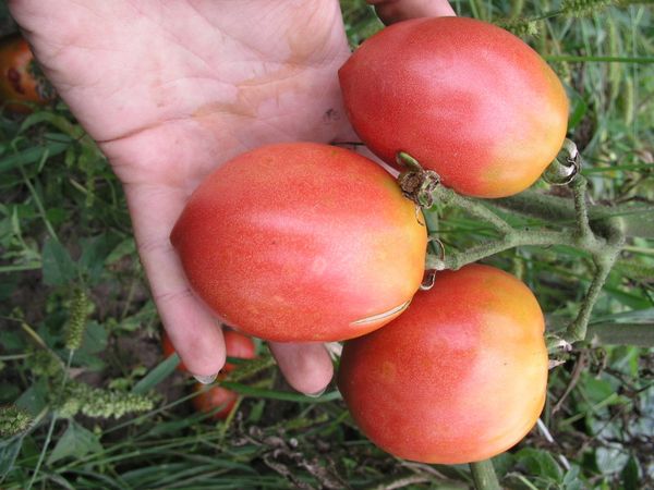  Tomato Roz Flamingo