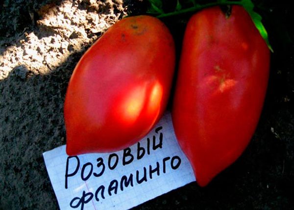  Greutatea medie a fructului soiului este de 200-400 grame