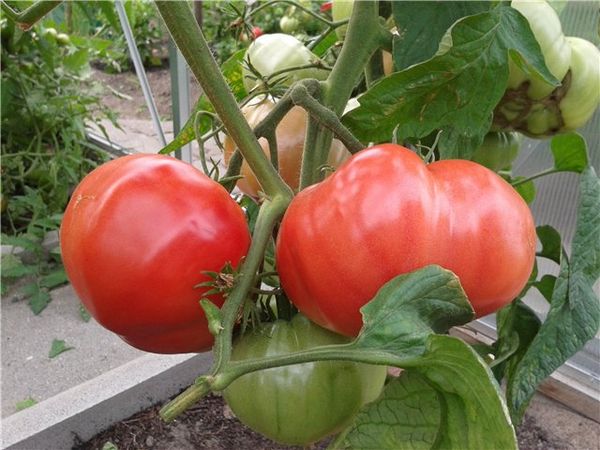  Tomate rosa elefante