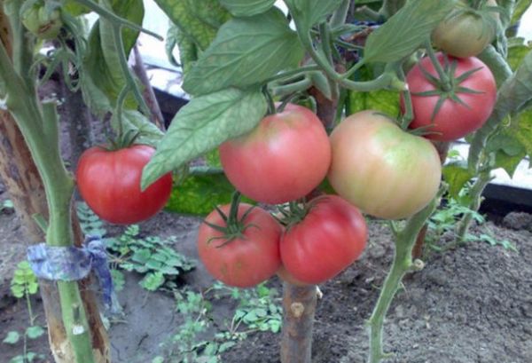  Alto rendimiento - una de las ventajas de la variedad.