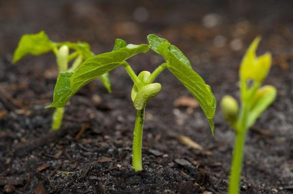  Quando si annaffia la fava di saxa è impossibile inumidire eccessivamente il terreno.