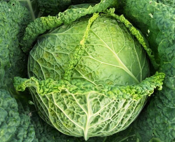  Savoy cabbage
