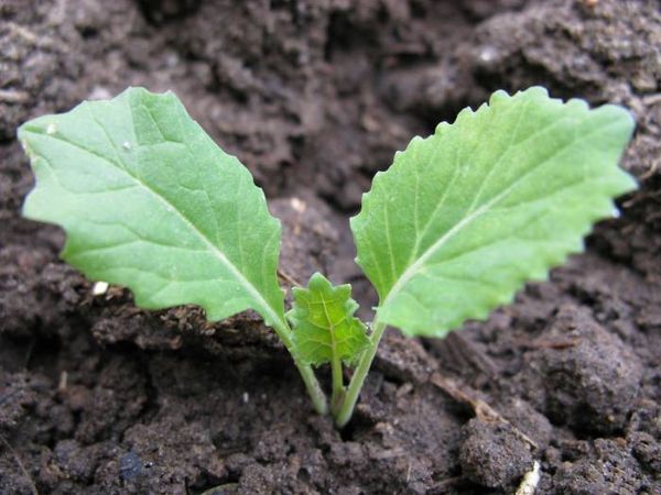  Seedlings seedlings