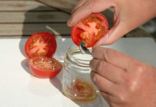 Colección de semillas de tomate.
