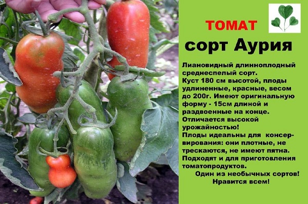  Descrição e características do tomate auria