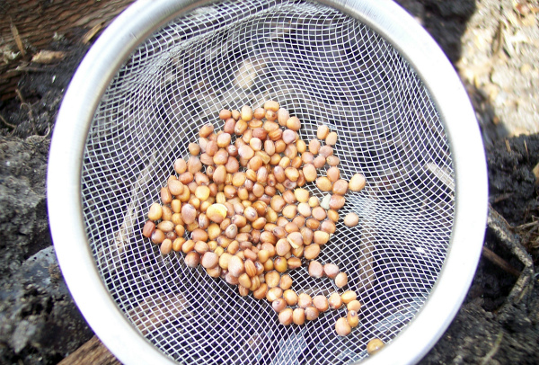  Preparare i semi per la semina