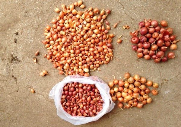  Preparation of onion sting for planting