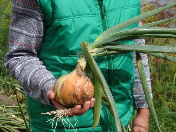  Il ricco raccolto di cipolle dipende dalla preparazione del set prima di piantare.