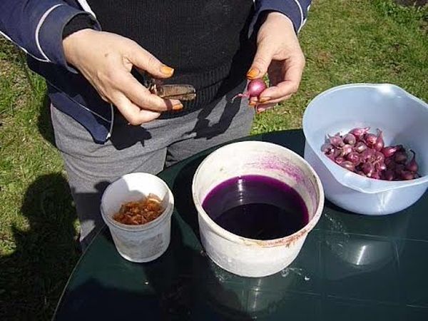  Per la disinfezione, sei speso in ammollo in permanganato di potassio