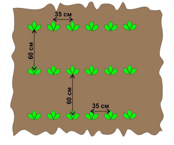  Lo schema di piantare patate per letti ordinari
