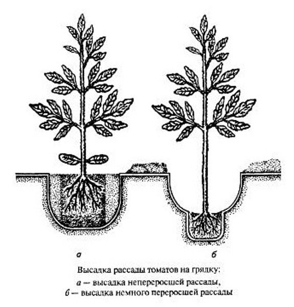  Esquema de plantio de mudas de tomate
