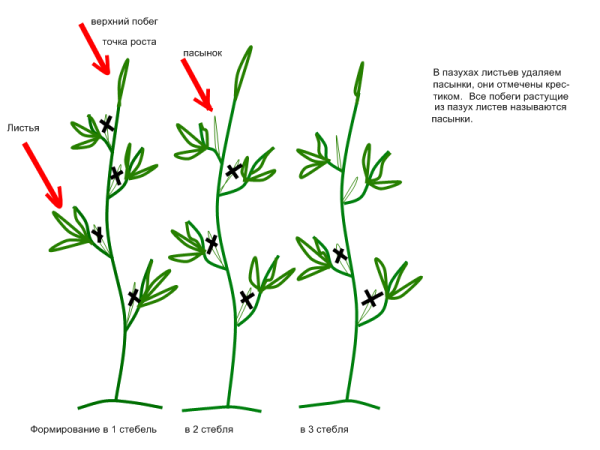  Esquema de formación de arbusto de tomate