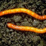  Wireworm loveste tuberculii de cartofi