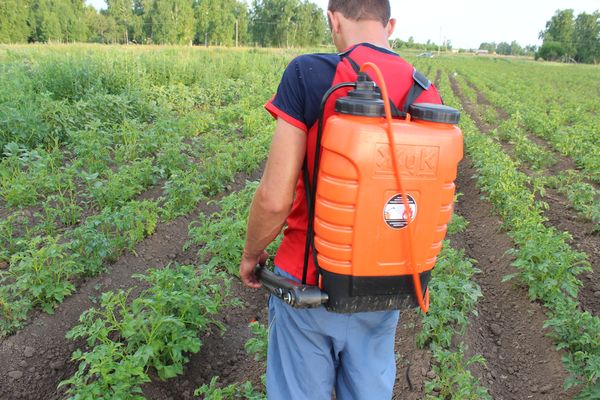  Ridicarea cartofilor de dăunători pe întreaga perioadă de maturare este una dintre cele mai importante condiții de îngrijire.
