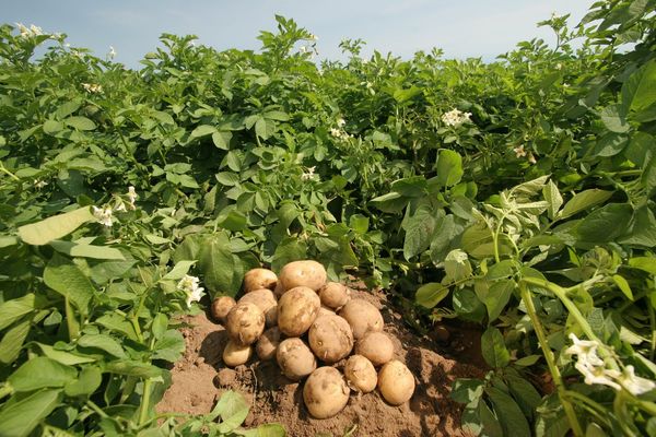  Ajută la protejarea cartofilor pentru tot sezonul - de la plantare până la recoltare
