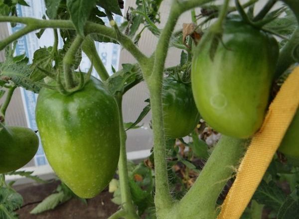  Triplo Siberiano de Tomate