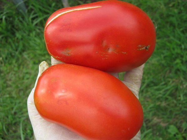  O peso médio do fruto da variedade é de cerca de 250 gramas