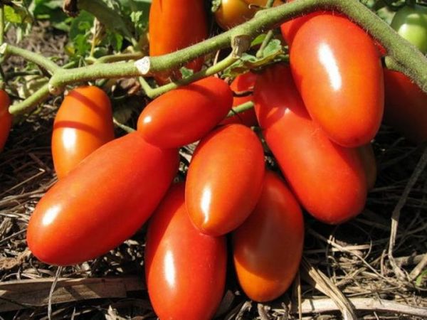  A desvantagem é a fraqueza das escovas sob o peso da fruta